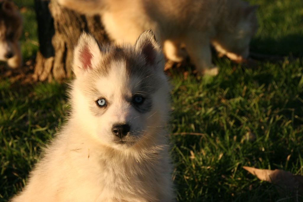 des reves de neige - Chiot disponible  - Siberian Husky