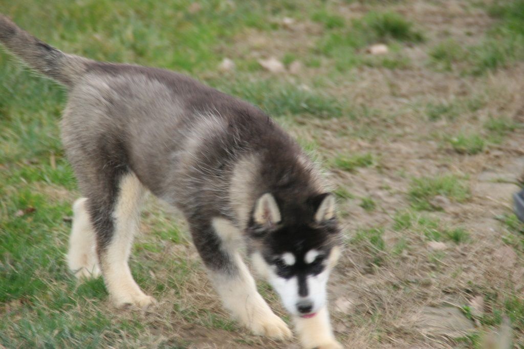 des reves de neige - Chiot disponible  - Siberian Husky