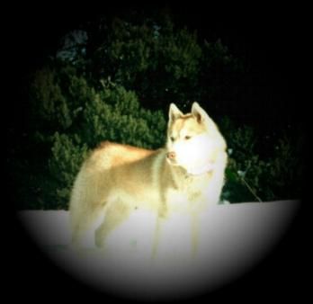 Gotskye des reves de neige